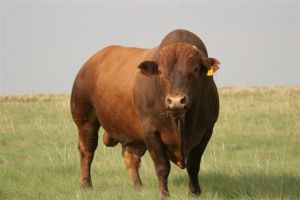 Optimal Bull Power